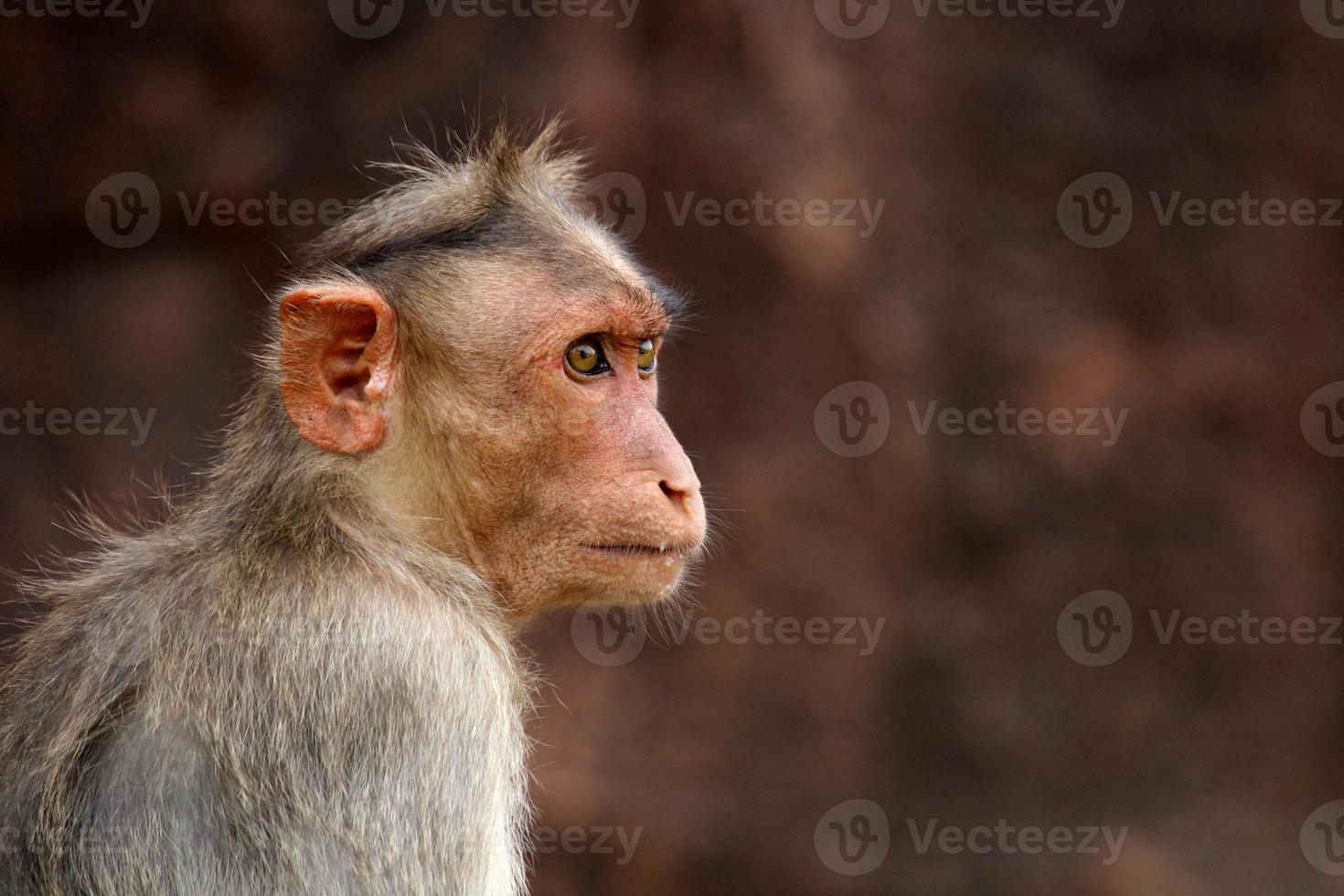 Bonnet Macaque Monkey with Copy Space. photo