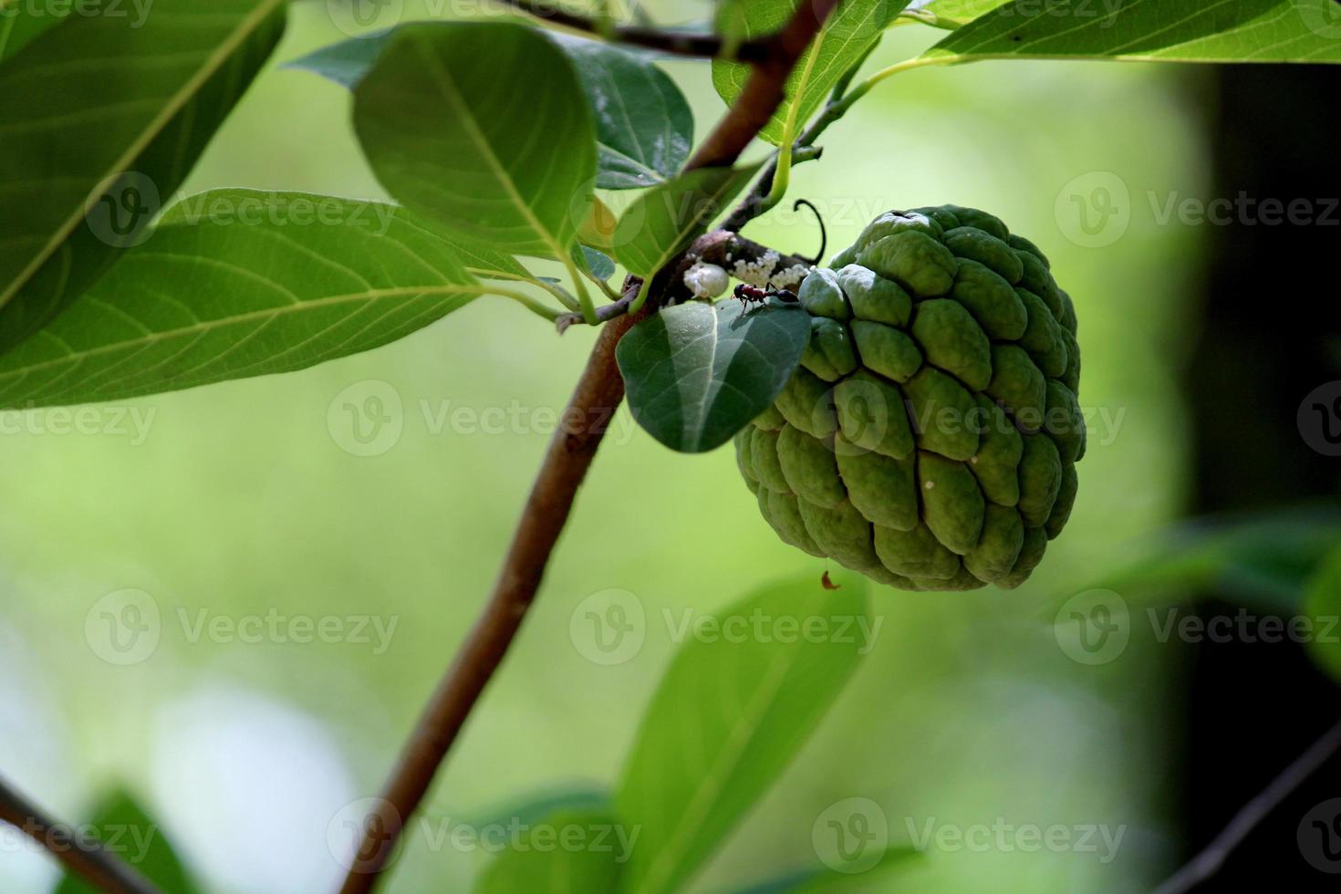 A Sugar-Apple Hanging on a Tree. photo