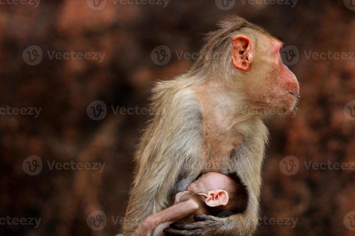 Bonnet Macaque Monkey with Baby in Badami Fort. photo