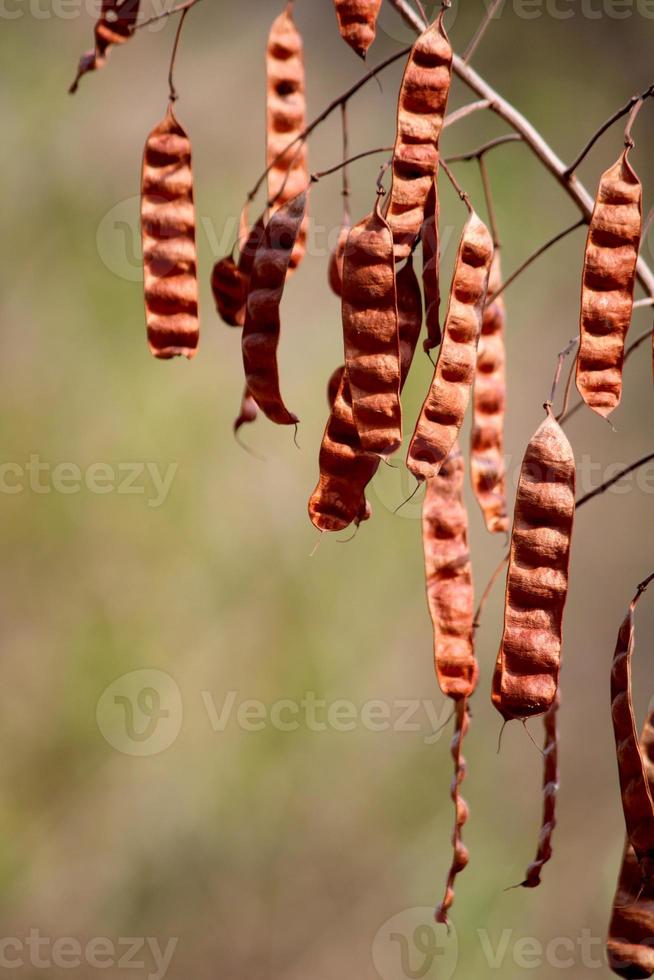 The Senna Bicapsularis Pods. photo