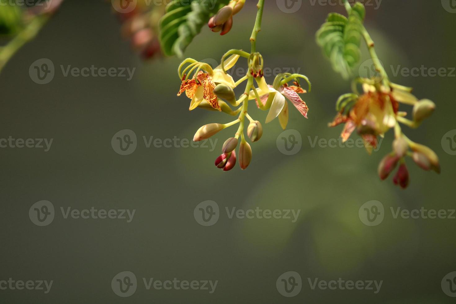 Tamarind Flowers with Copy Space. photo