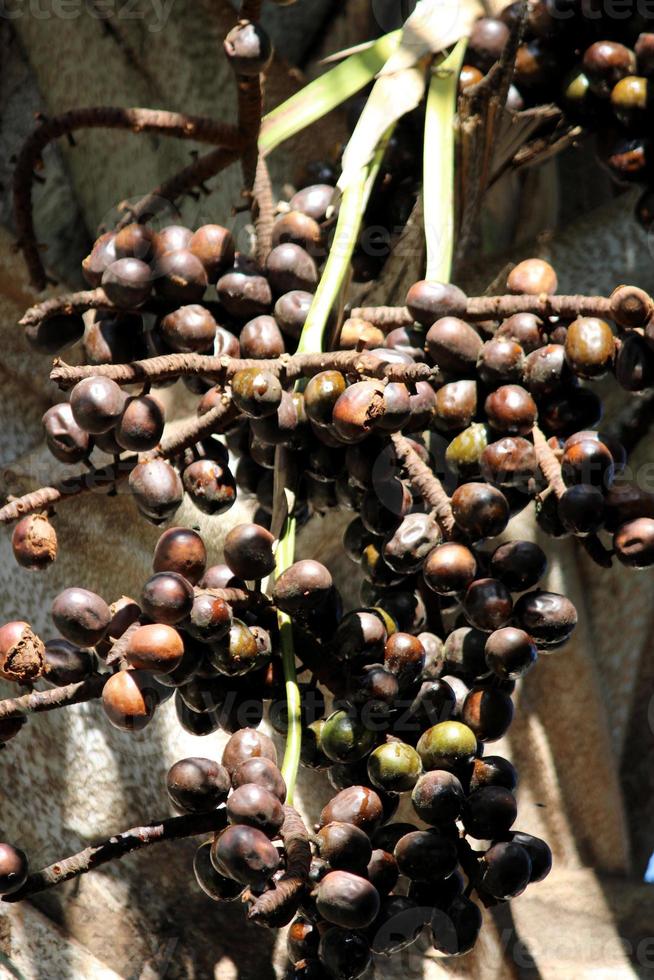 frutos de palma bismarckia nobilis colgando de un árbol. foto