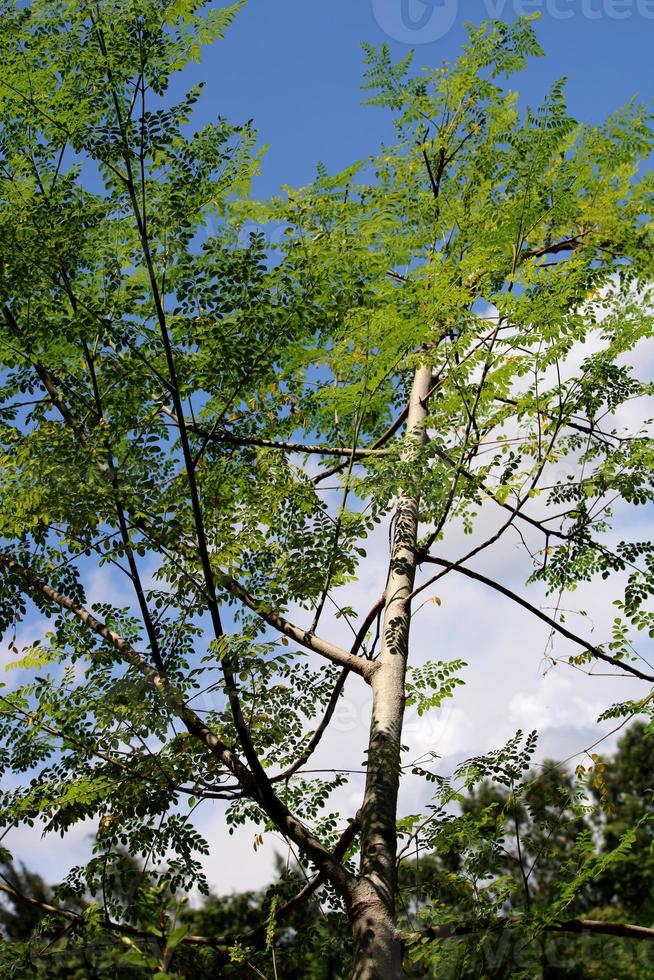 The Drumstick Tree. 10884845 Stock Photo at Vecteezy