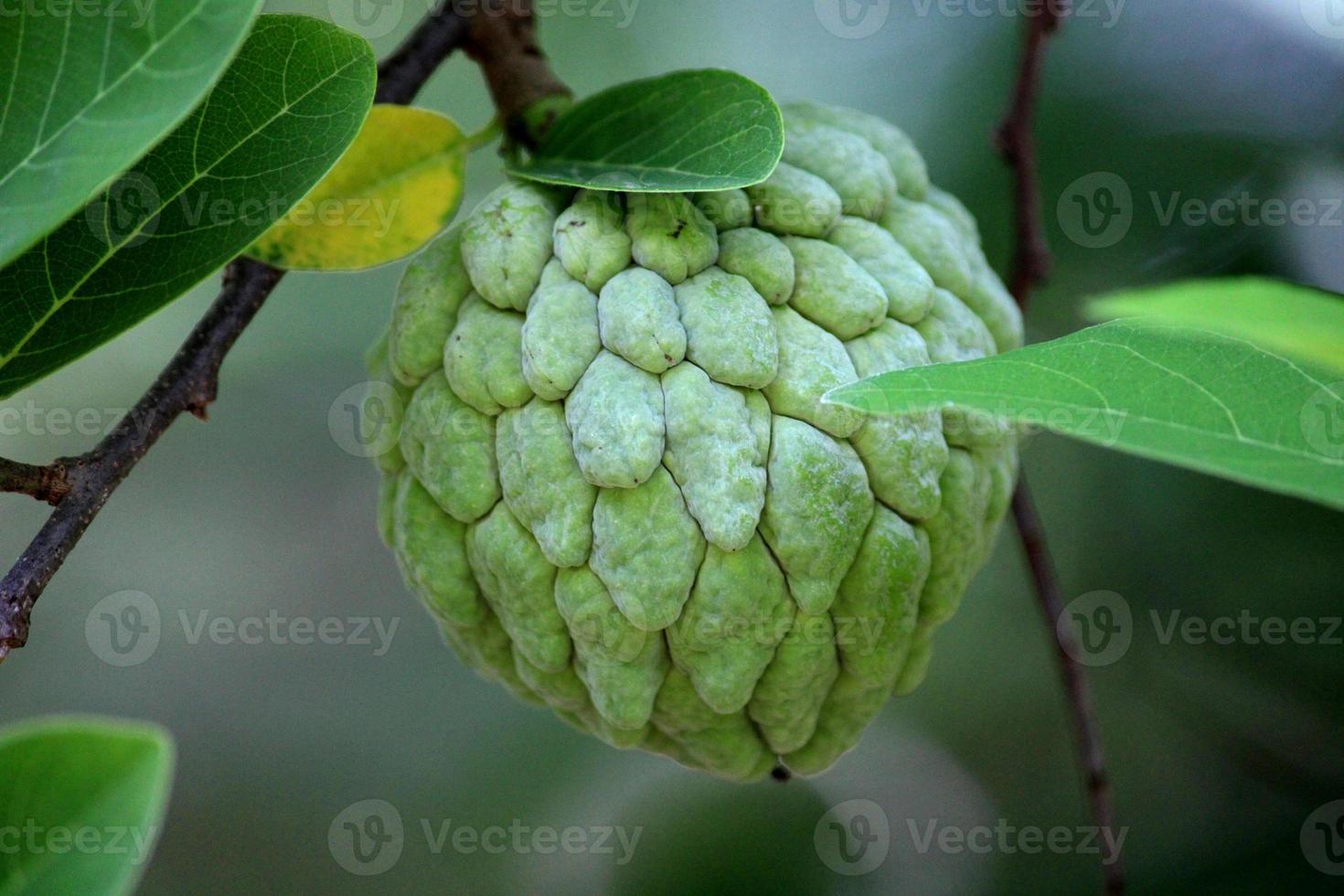 A Sugar-Apple Hanging on a Tree. photo