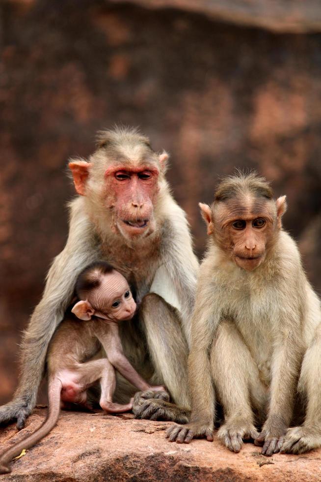 Bonnet Macaque Monkey with Baby in Badami Fort. photo