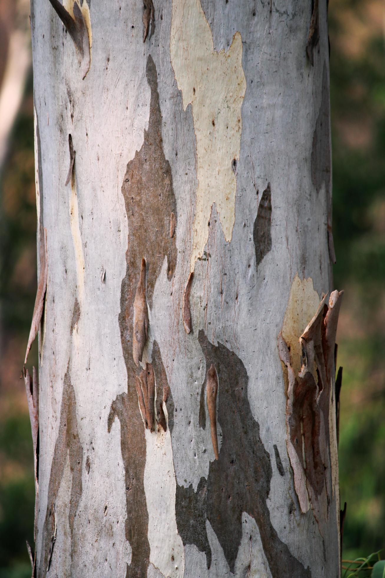 The Eucalyptus tree stem. 10884919 Stock Photo at Vecteezy