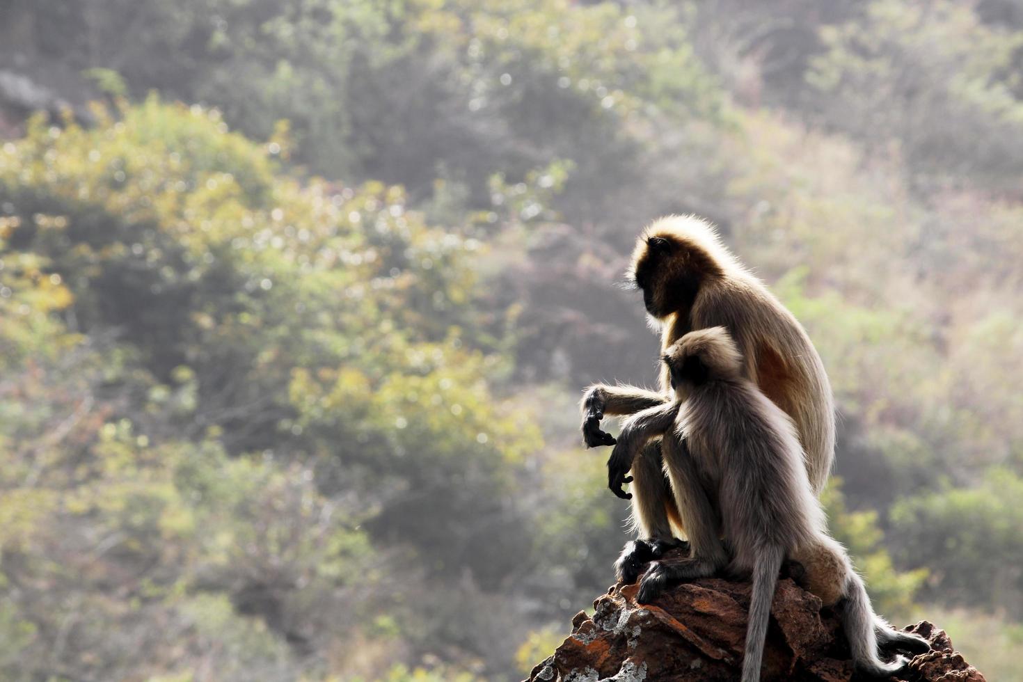 Gray Langur Monkey with a Baby. photo