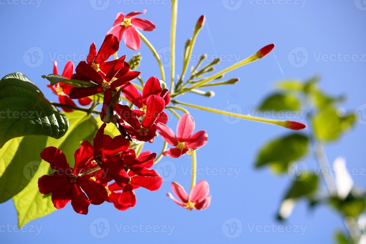 flores de enredadera de rangoon con espacio de copia. foto