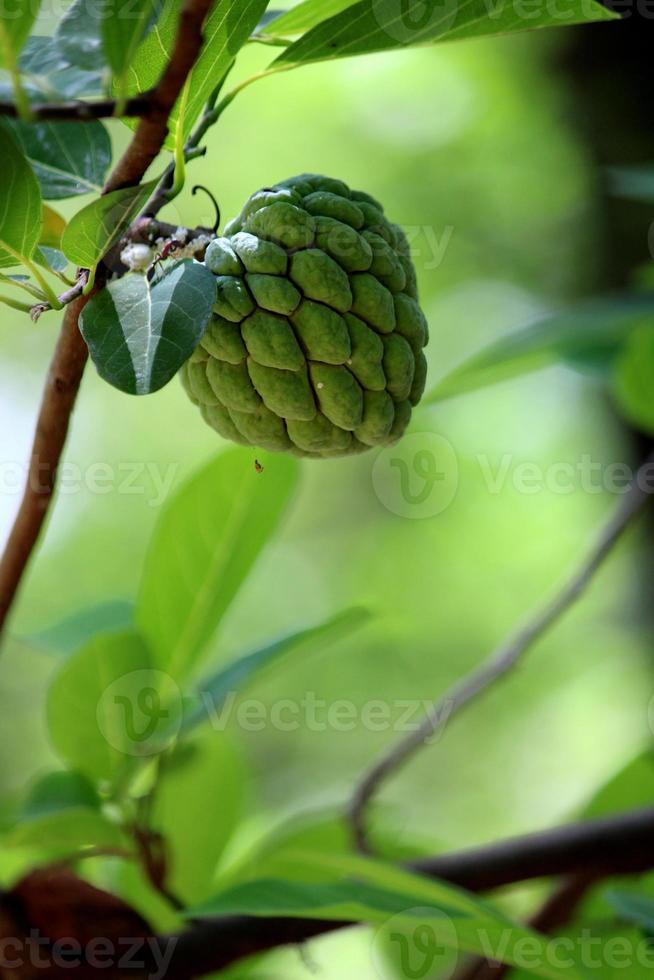 A Sugar-Apple Hanging on a Tree. photo