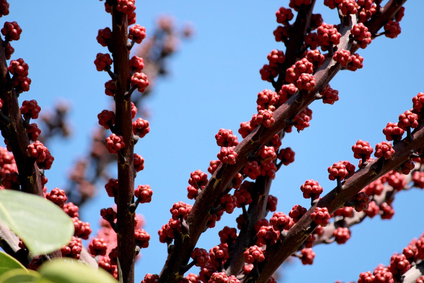 Queensland Umbrella Fruits Hanging on the Tree. 10884948 Stock Photo at