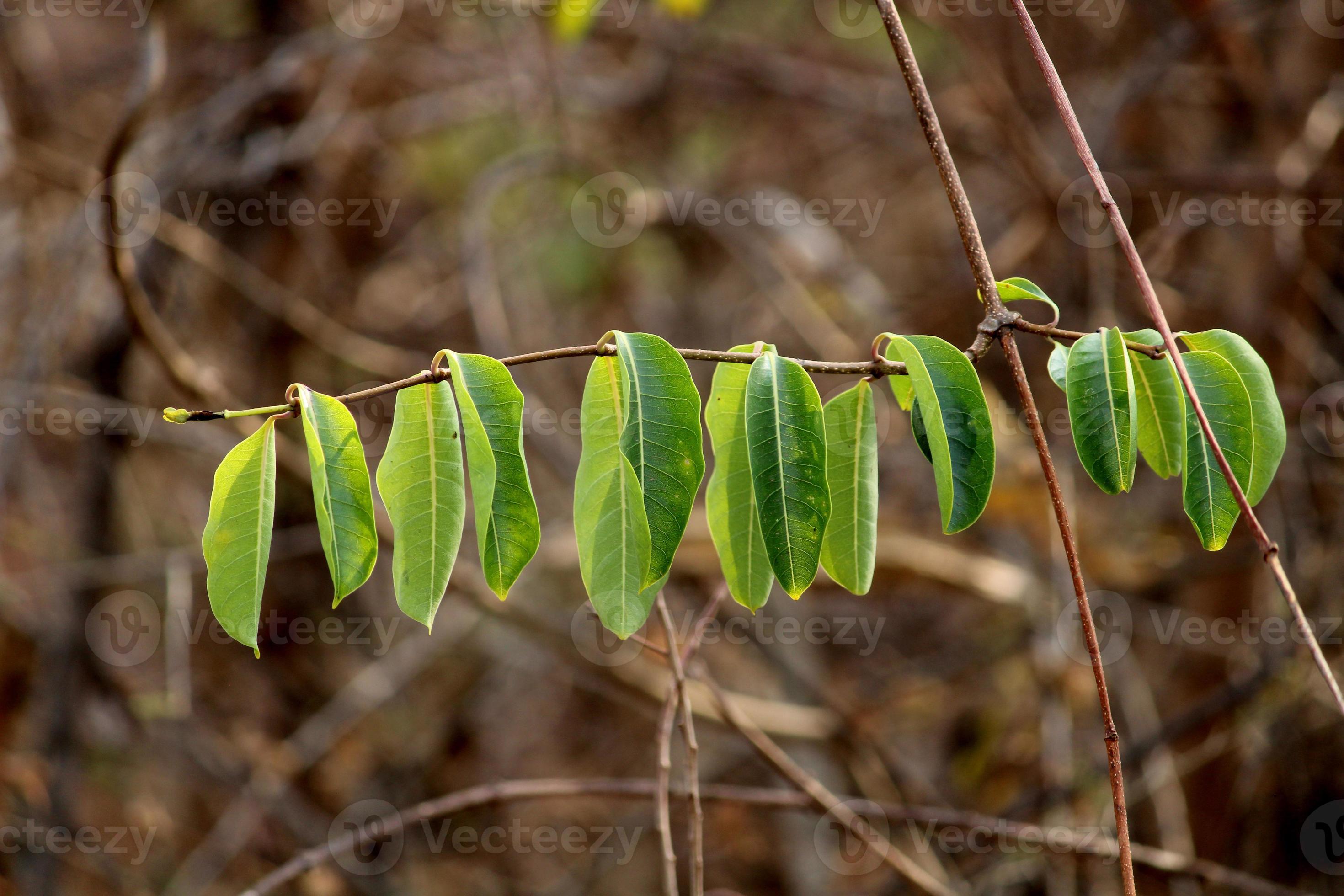The Wild Rubber Plant. 10885002 Stock Photo at Vecteezy