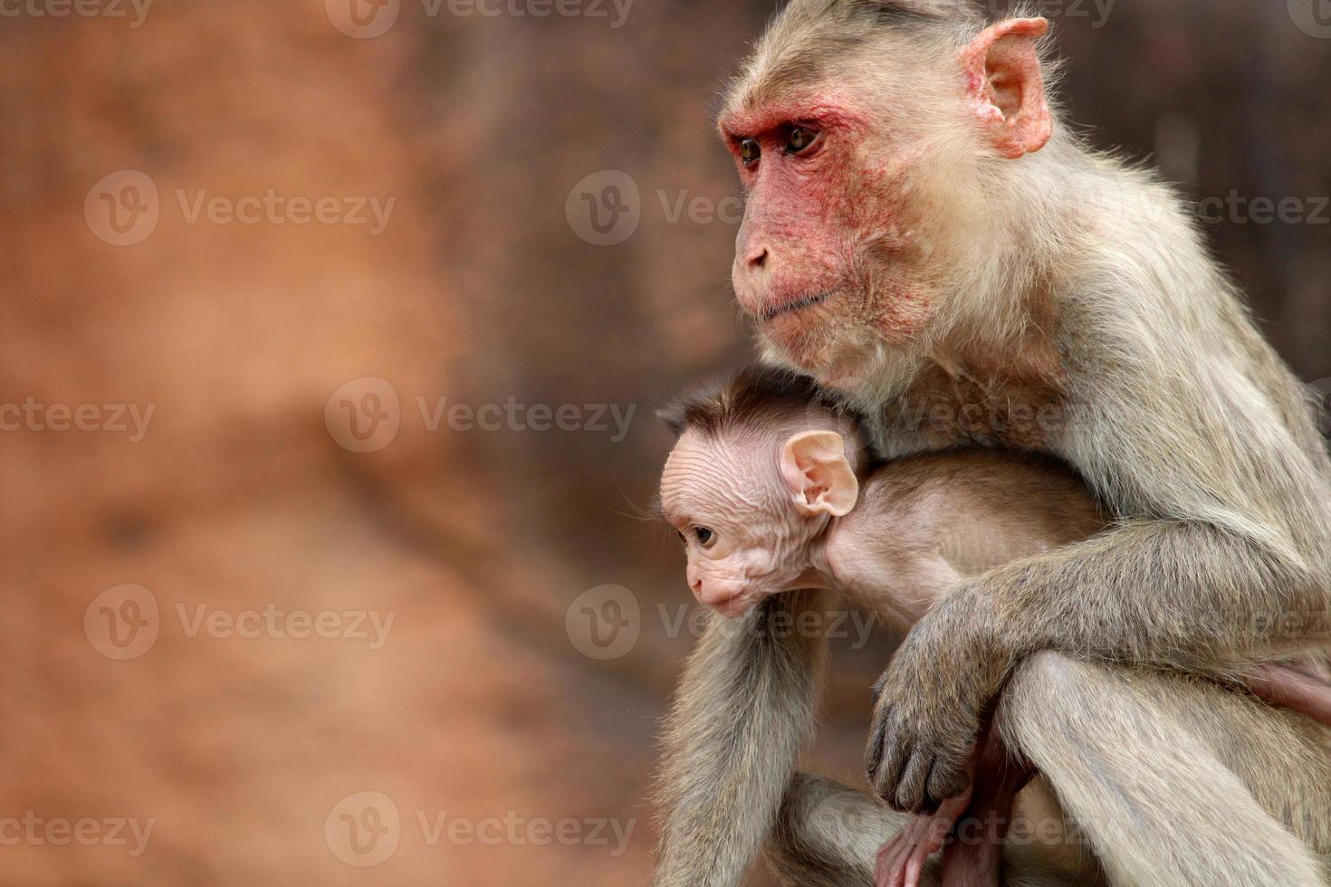 Bonnet Macaque Monkey with Baby in Badami Fort. photo