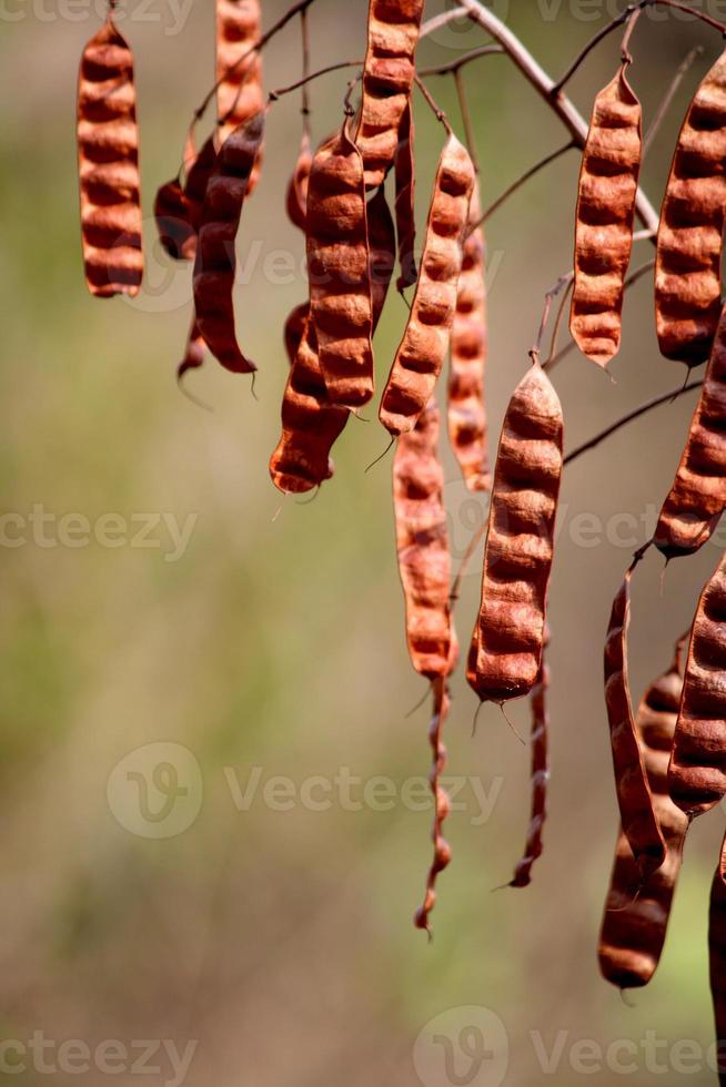 The Senna Bicapsularis Pods. photo