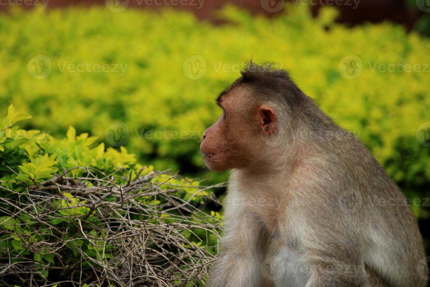 Bonnet Macaque Monkey with Copy Space. photo