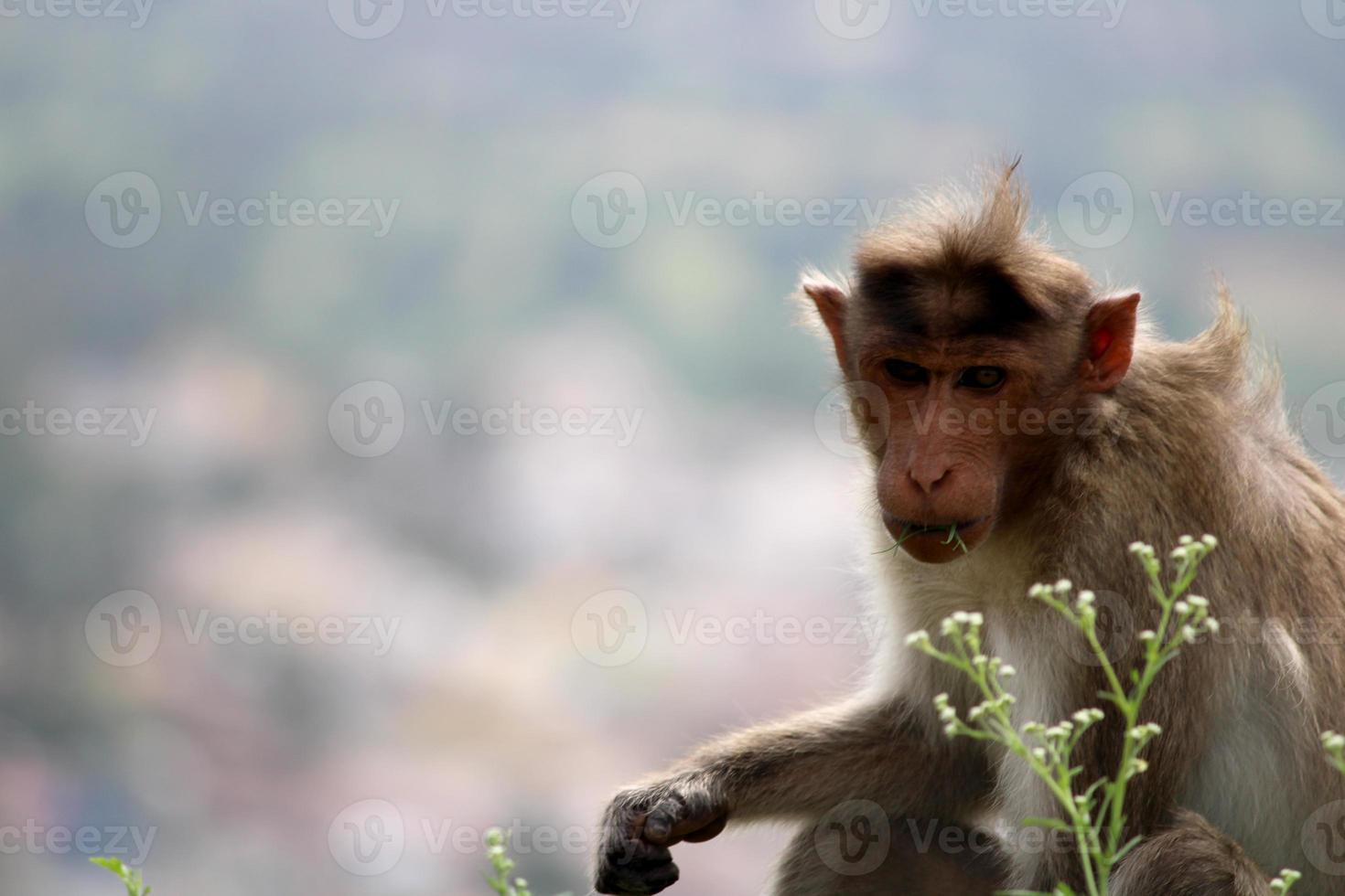 Bonnet Macaque Monkey with Copyspace. photo