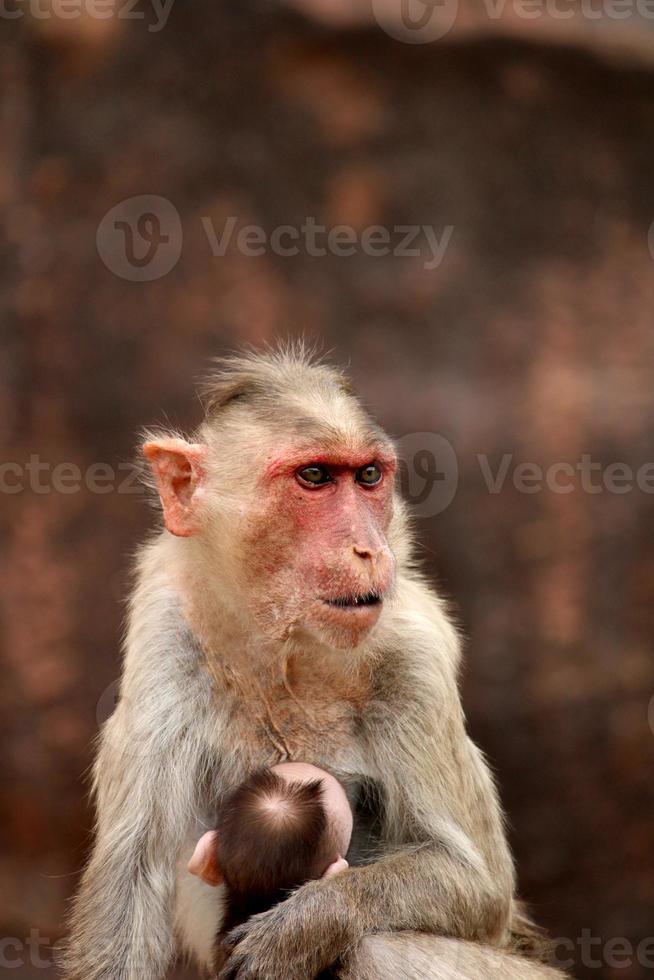 Bonnet Macaque Monkey with Baby in Badami Fort. photo