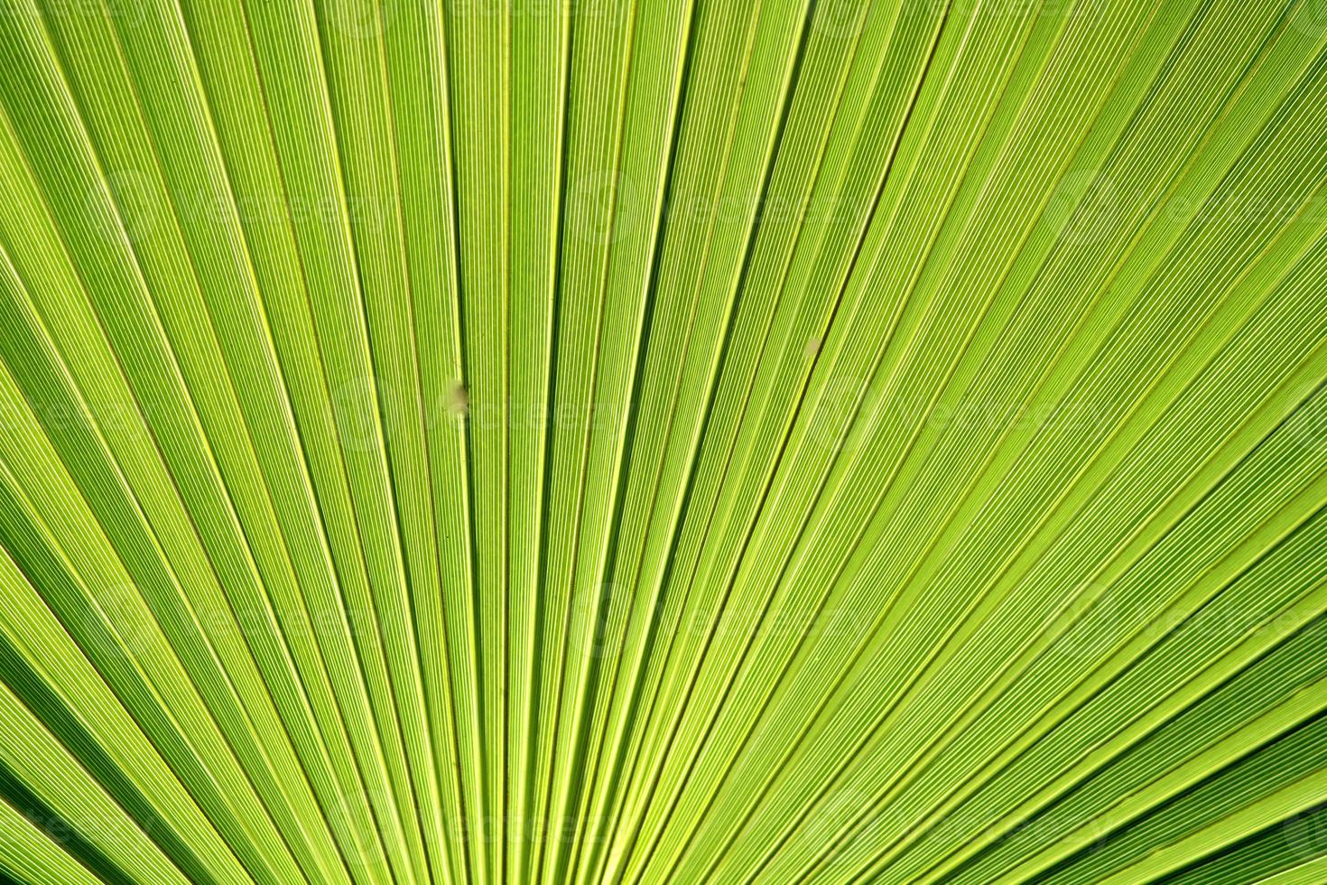 The Palm Tree Leaf. photo