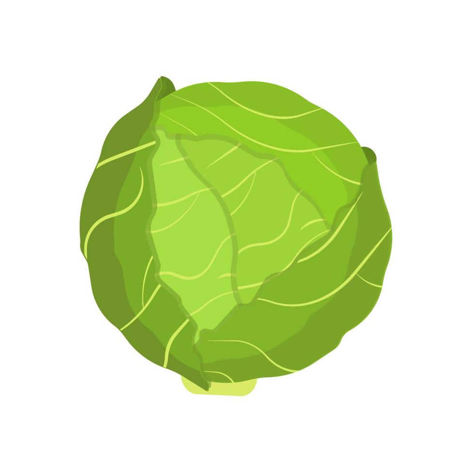 Cabbage vegetable natural diet nature symbol vector icon flat. Green farm plant harvest ingredient food. Kale leaf salad