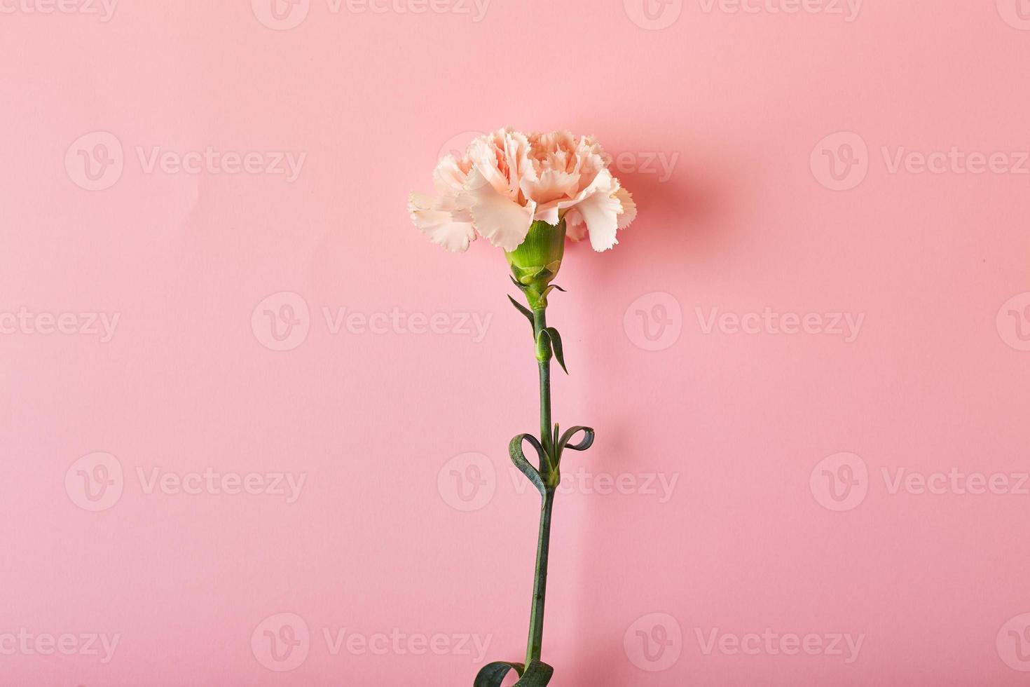 Bouquet of pink carnations. Design concept of holiday greeting with carnation bouquet on pink table background photo