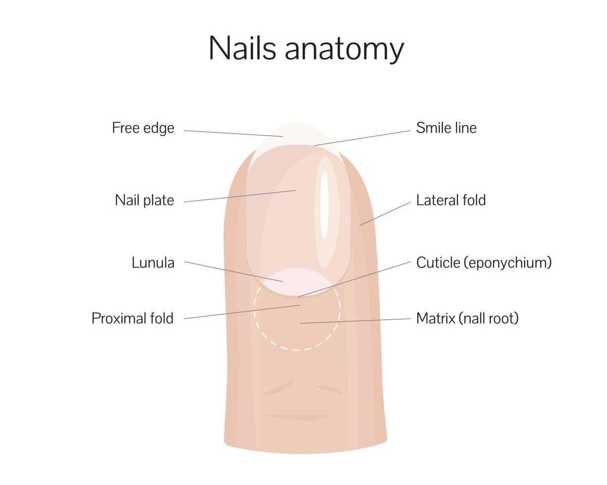 Nail anatomy structure training poster flat style design vector illustration. Human hand fingernail anatomy medical scheme.