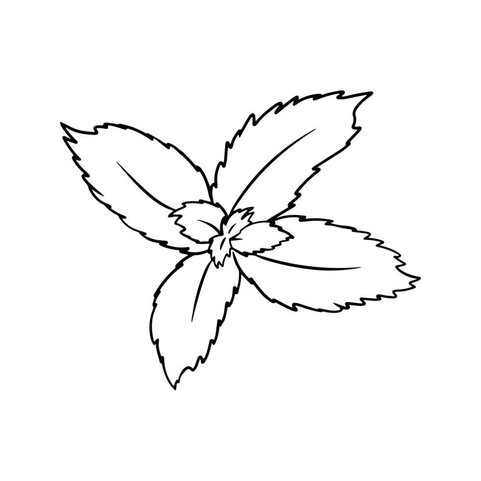 Monochrome mint leaves for brewing green vitamin tea, cocktail ingredients, vector cartoon illustration on a white background