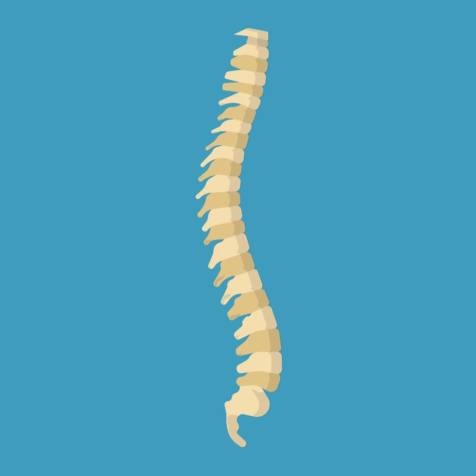 Human vertebral column spine science skeletal vector icon. Physical system scliosis structure back. Anatomy bone