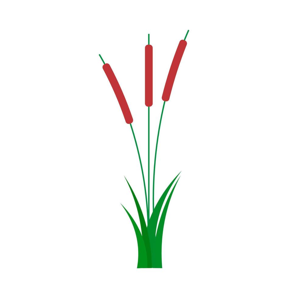 Reed natural wild summer flat vector. Bulrush grass isolated illustration plant river vector