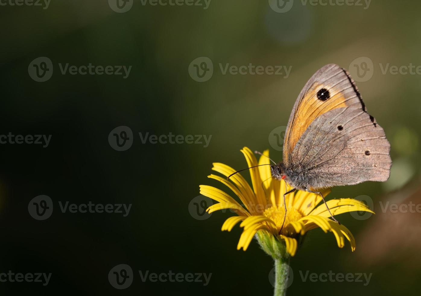 A butterfly, a large ox-eye , to which a small red parasite is attached, a red mite, sits on a yellow flower. photo