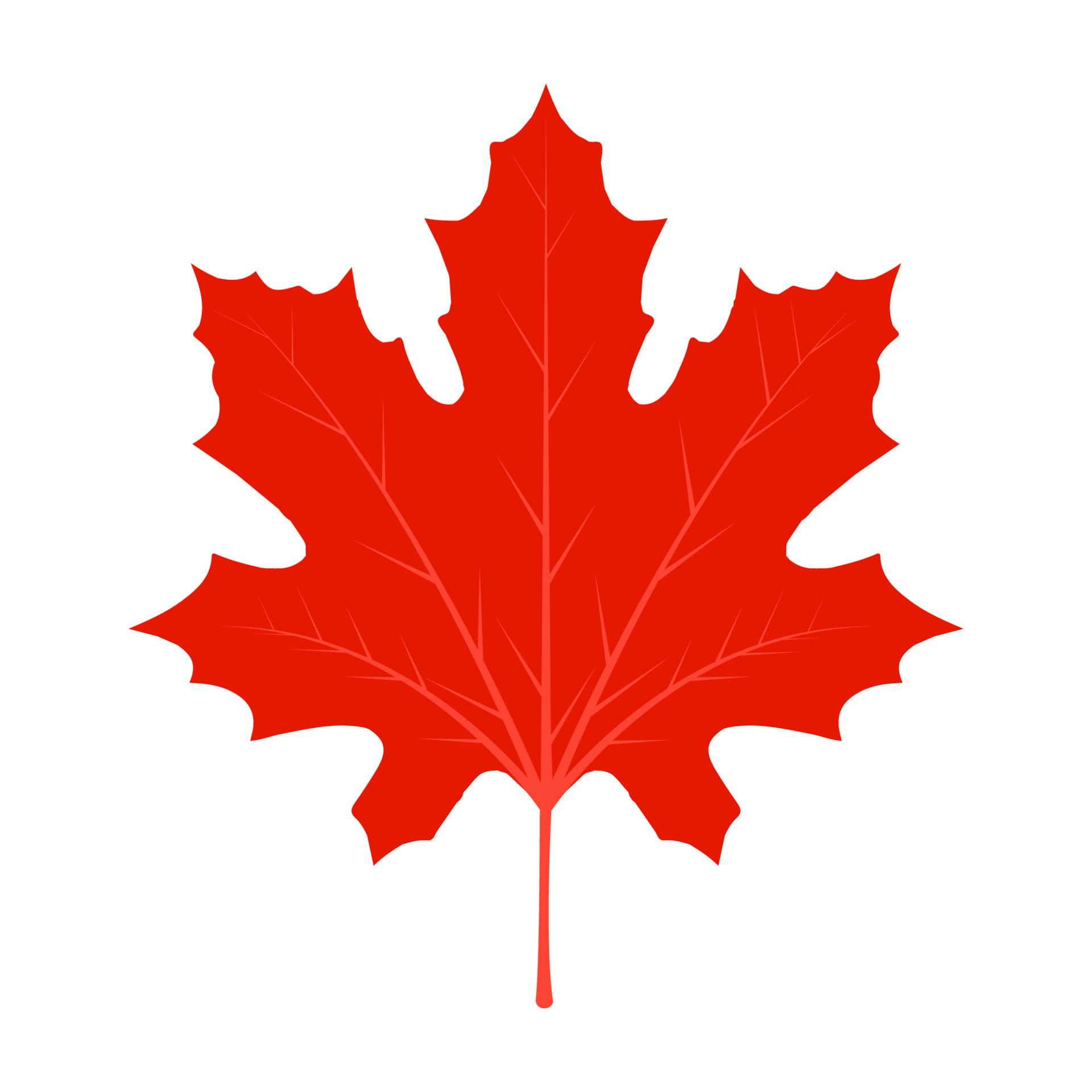 Leaf red maple maple vector canada icon. Leaf maple illustration. Leaf