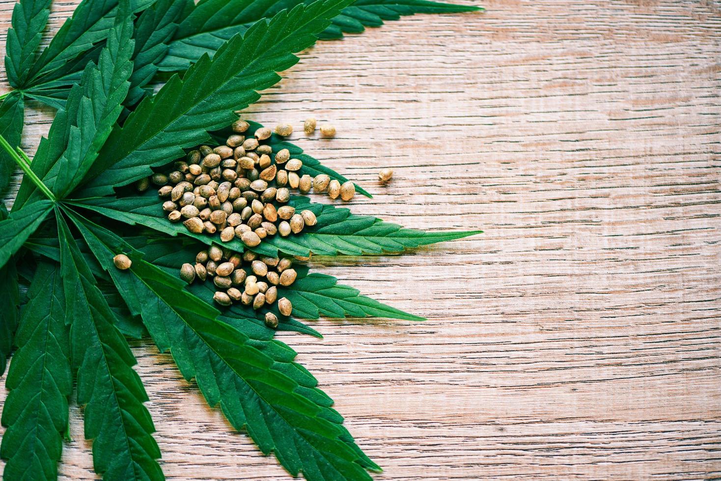 Marijuana seeds and marijuana leaf on wooden background top view - Cannabis seeds Hemp medical photo