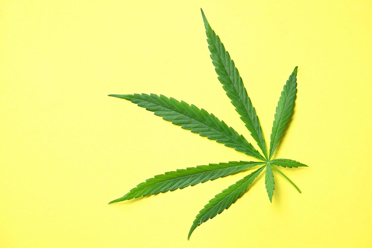 Cannabis leaf on yellow background, Cannabis Hemp leaves or marijuana leaf plant photo