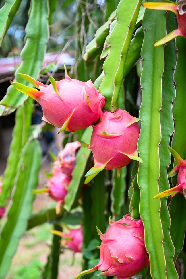 plantación de pitahaya fruta del dragón en Tailandia en el verano, fruta del dragón en el árbol de la fruta del dragón esperando la cosecha en la granja agrícola en Asia foto