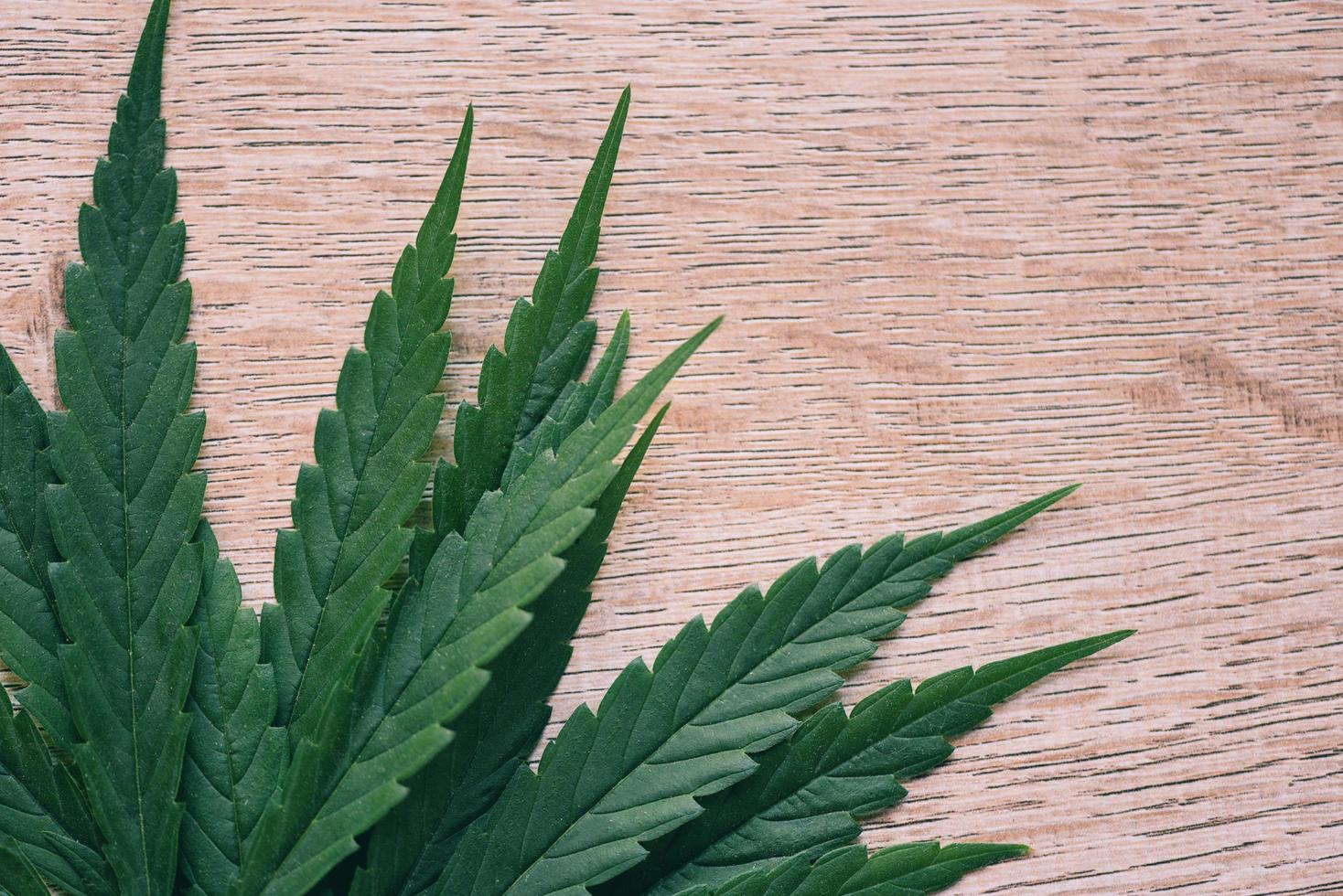 Marijuana leaf on wooden background top view - Cannabis leaves Hemp plant for medical photo