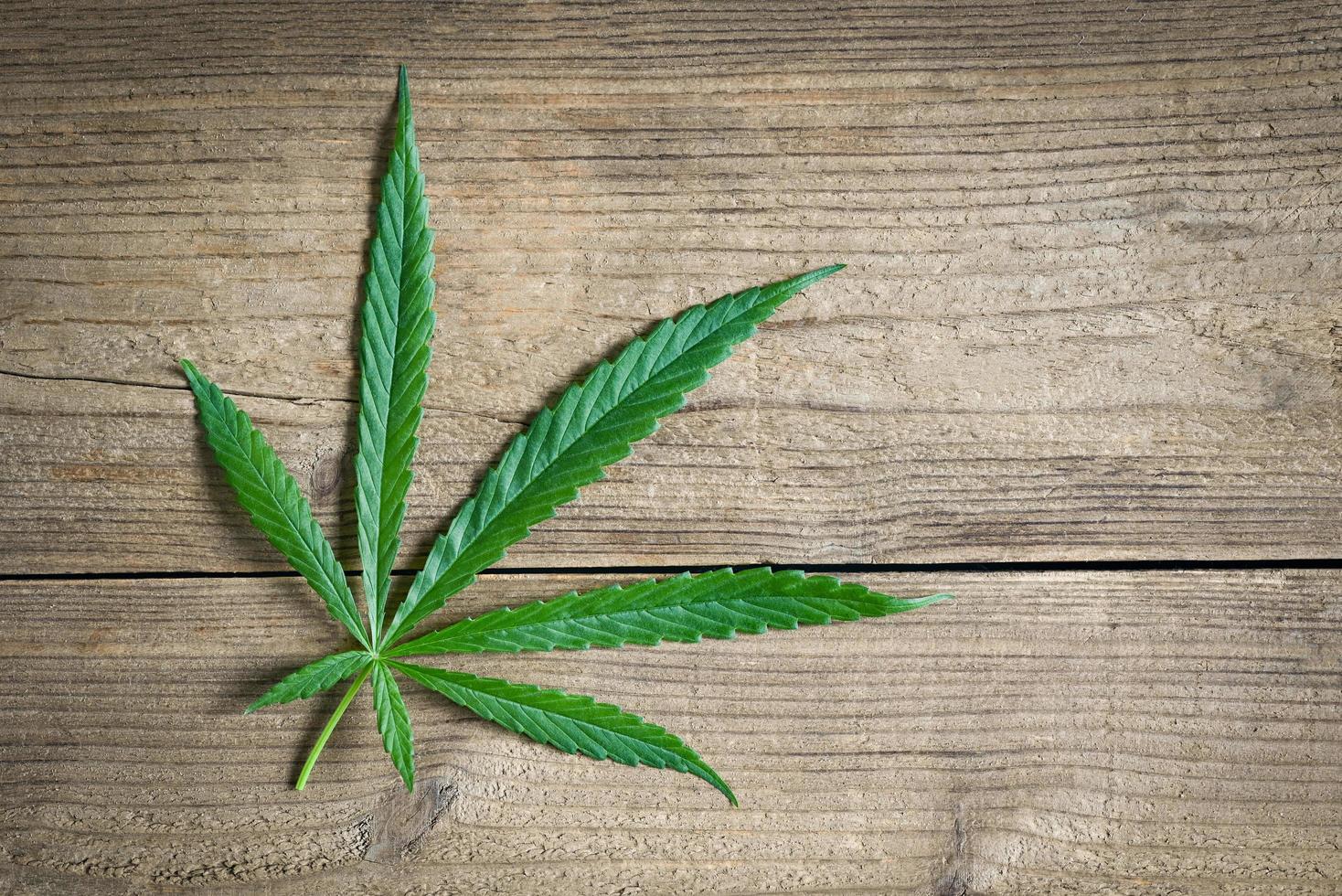 Cannabis leaf on wooden background, Cannabis Hemp leaves or marijuana leaf plant - top view photo