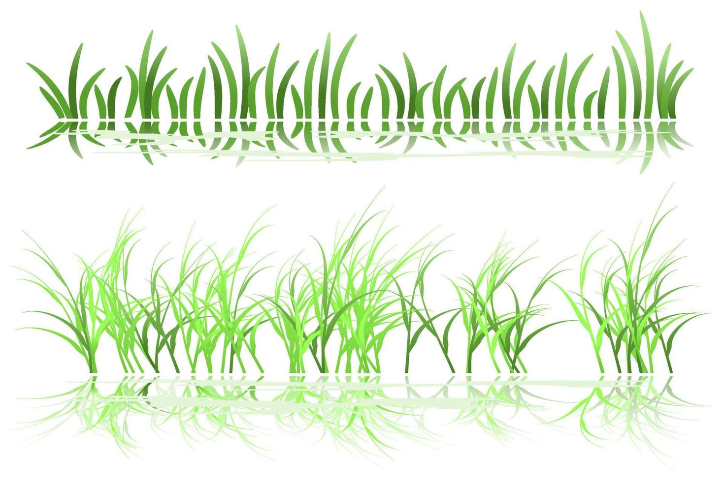 grass reflection on water vector