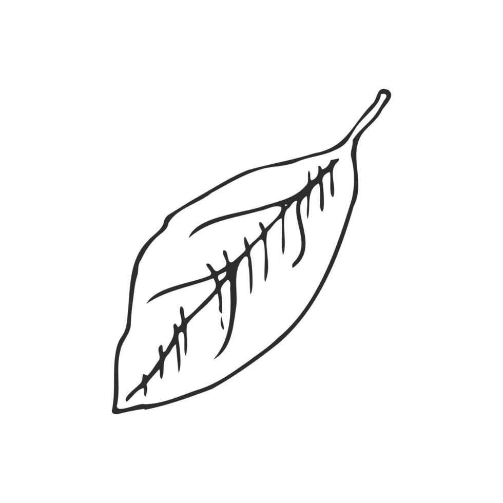 Hand drawn vector sketch of lemon leaf.  Great for poster, menu or label.