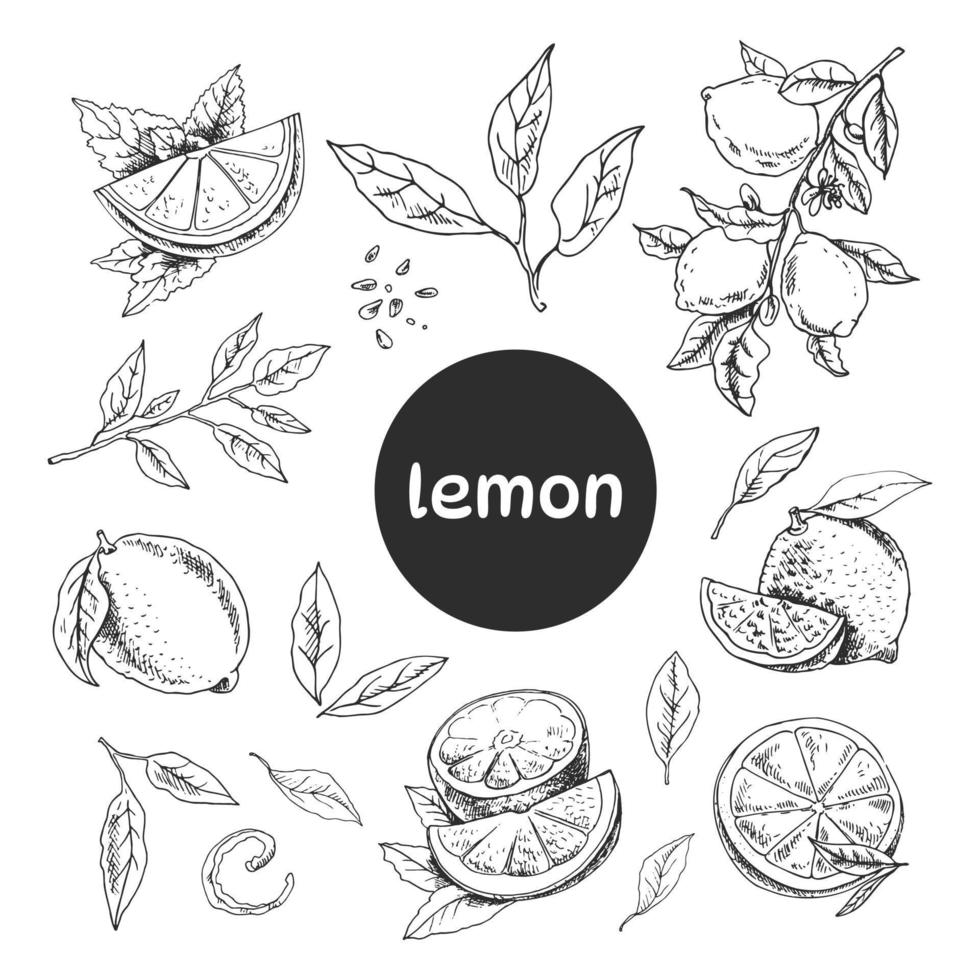 Vector hand drawn lemon set. Whole lemon, sliced pieces, half, leaf, branch, seed and lettering sketch. Tropical  fruit engraved style illustration. Detailed citrus ink drawing.