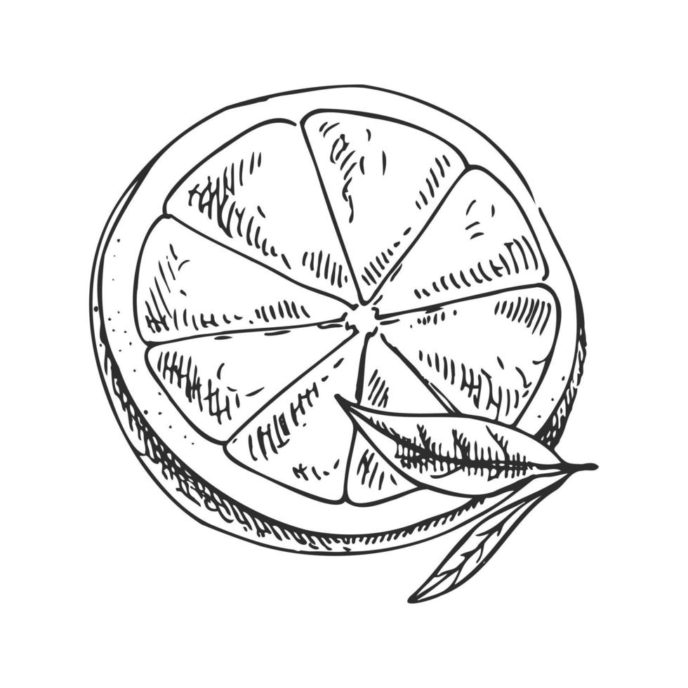 Hand drawn vector lemon sketch. Blossom plant with two leaves. Lemon half.