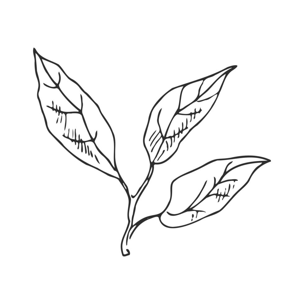 Hand drawn vector sketch of lemon leaves.  Great for poster, menu or label.