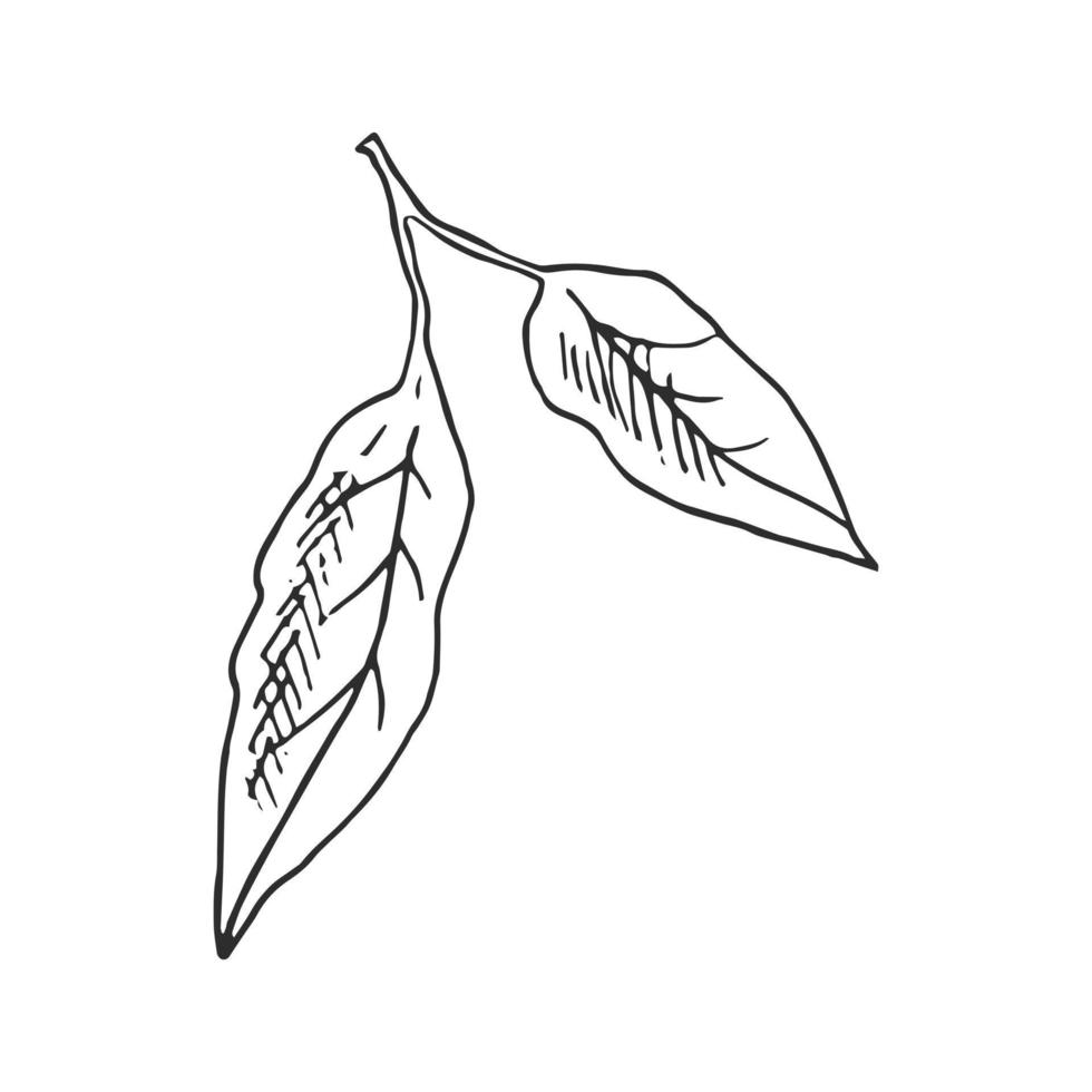 Hand drawn vector sketch of lemon leaves.  Great for poster, menu or label.