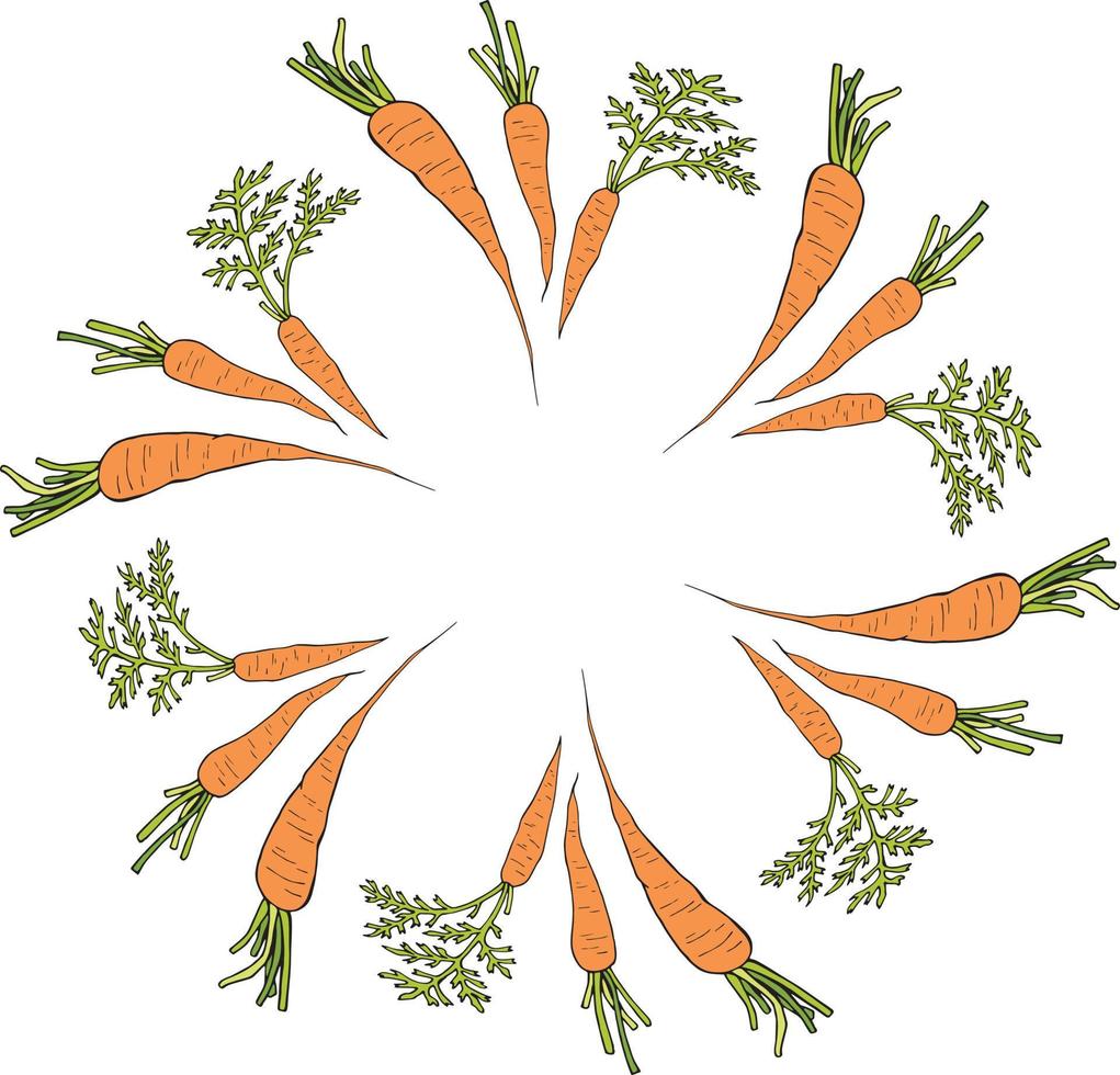 Round frame with vertical vector carrots. Isolated wreath on white background for your design