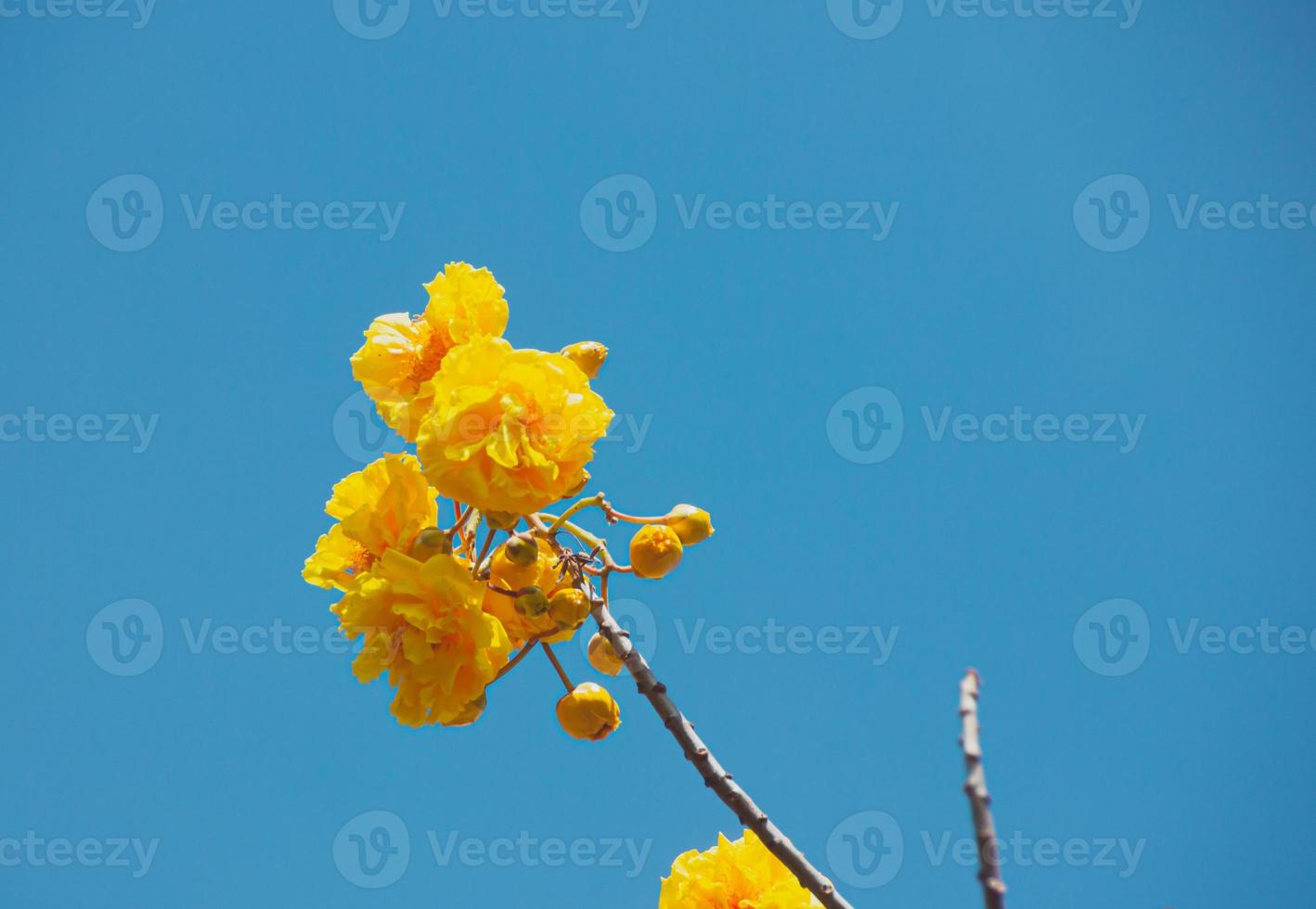 Yellow flowers that bloom brightly in the morning photo