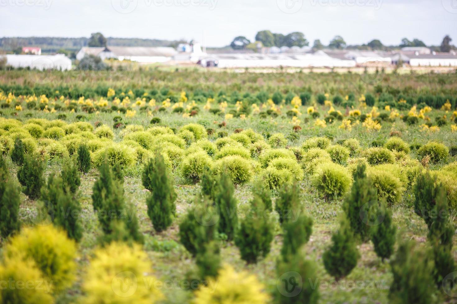 rows of young conifers in greenhouse with a lot of plants on plantation photo