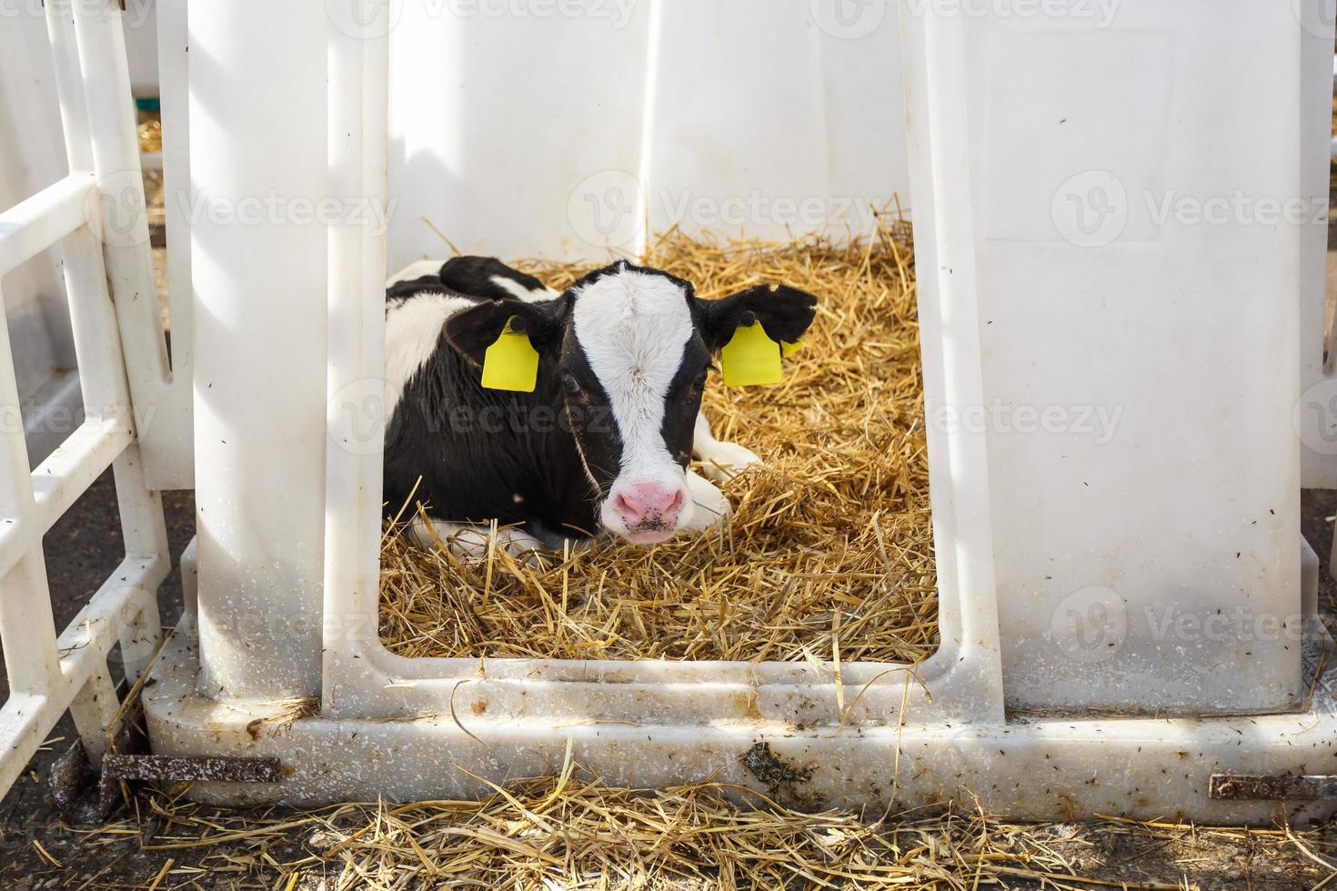 Livestock cow farm. Herd of black white calfs are looking at the camera with interest. Breeding cows in free animal husbandry. Cowshed photo