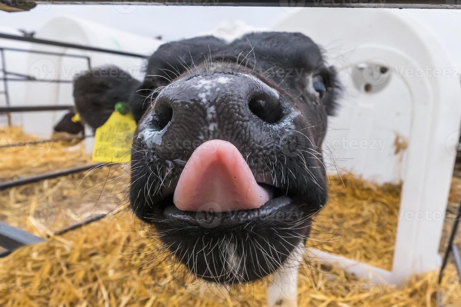 funny calf shows pink tongue.  Livestock cow farm. Black white calf are looking at the camera with interest. Cowshed photo