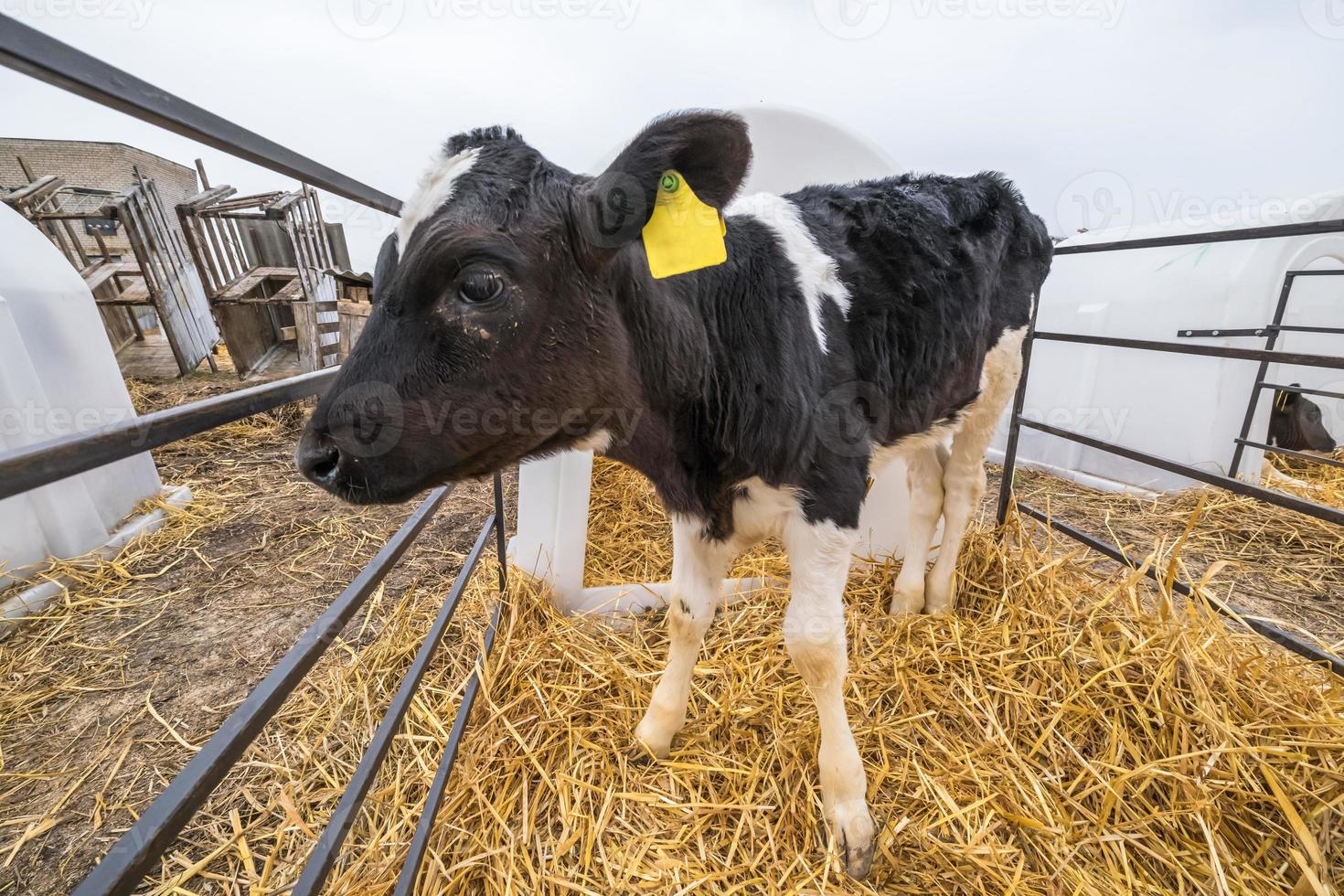 Cowshed. Livestock cow farm. Herd of black white cows are looking at the camera with interest. Breeding cows in free animal husbandry. photo