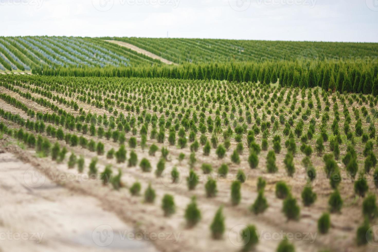 rows of young conifers in greenhouse with a lot of plants on plantation photo