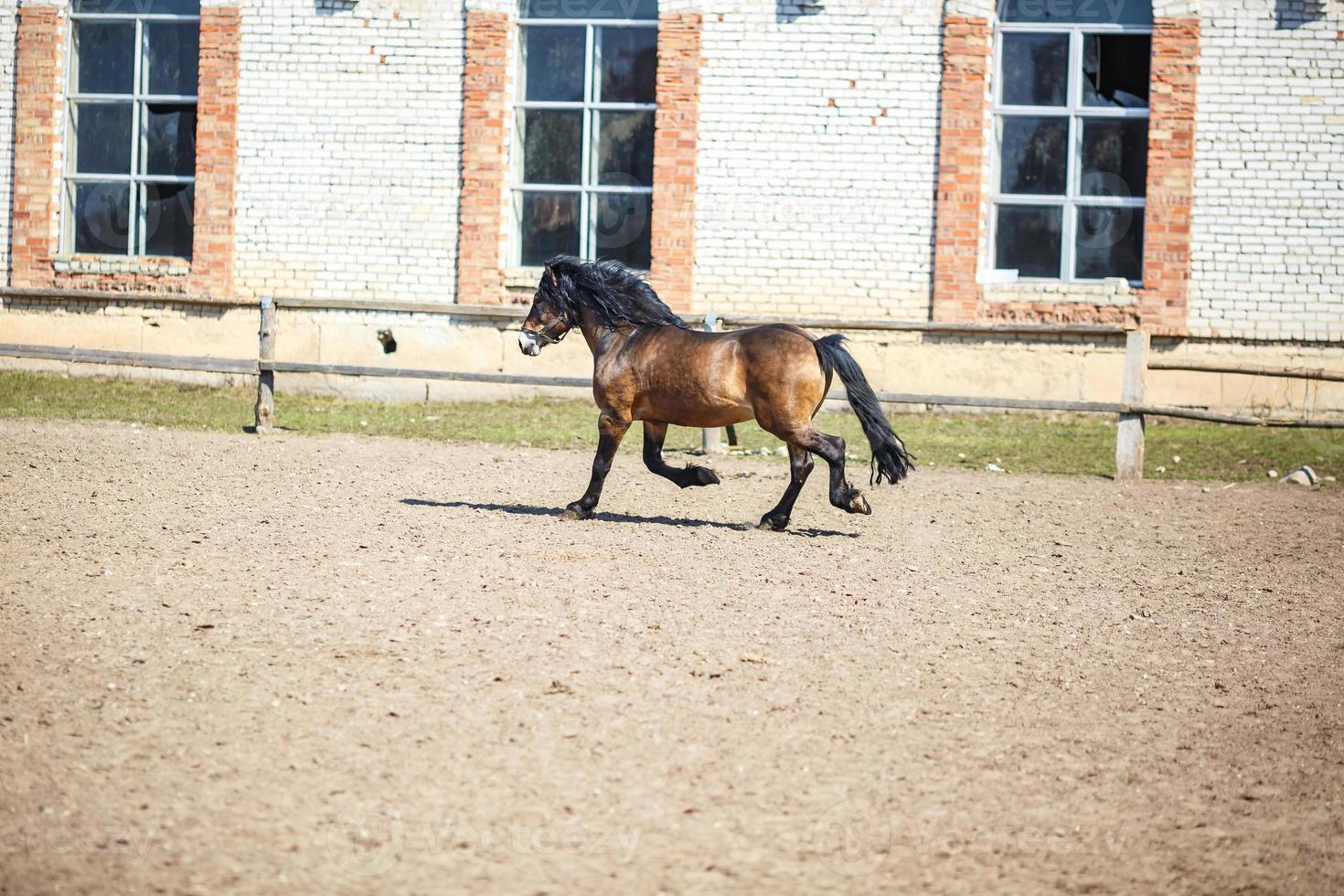 beautiful brown stallion with a black mane walks behind the fence photo