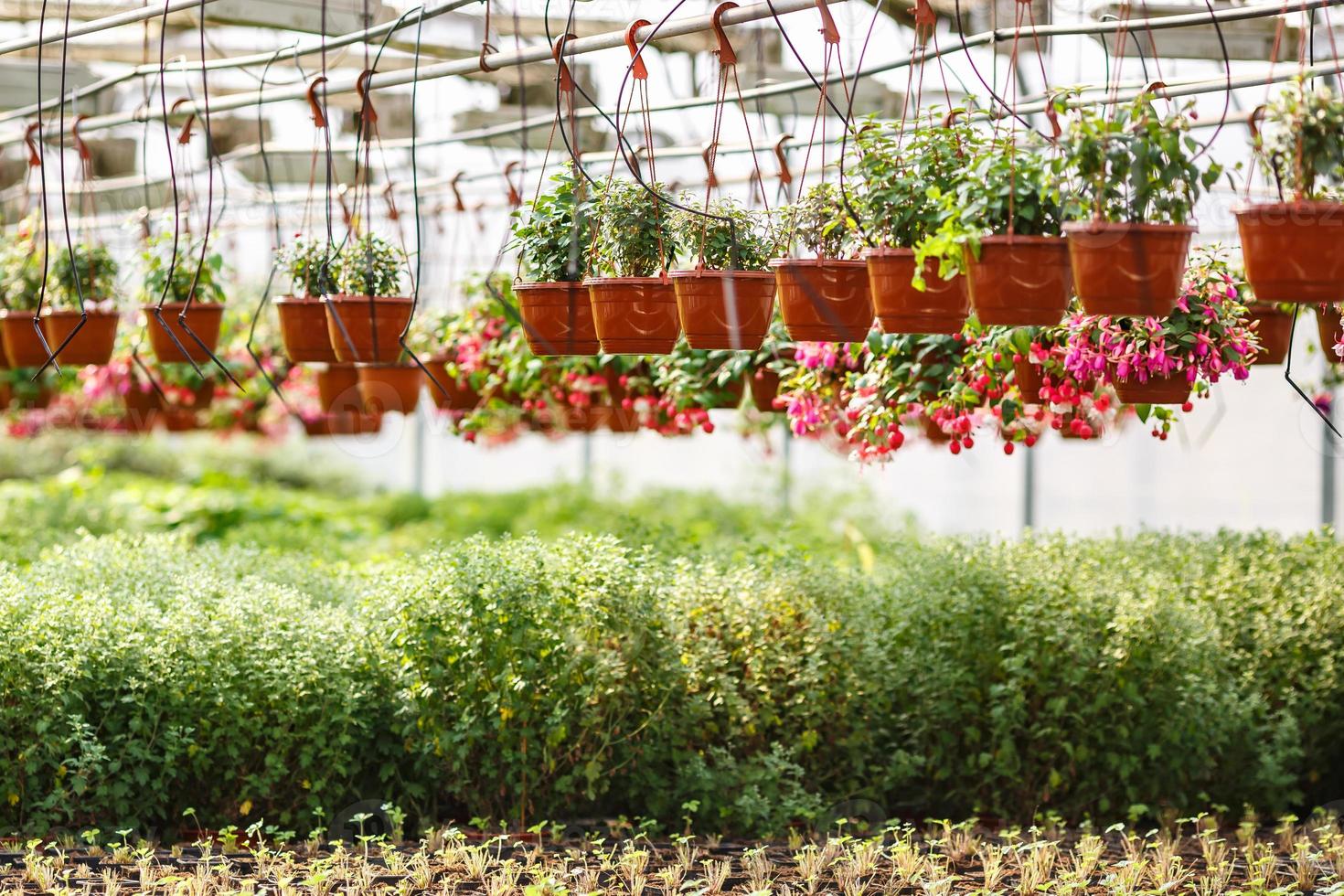 rows of young flowers in greenhouse with a lot of indoor plants on plantation photo