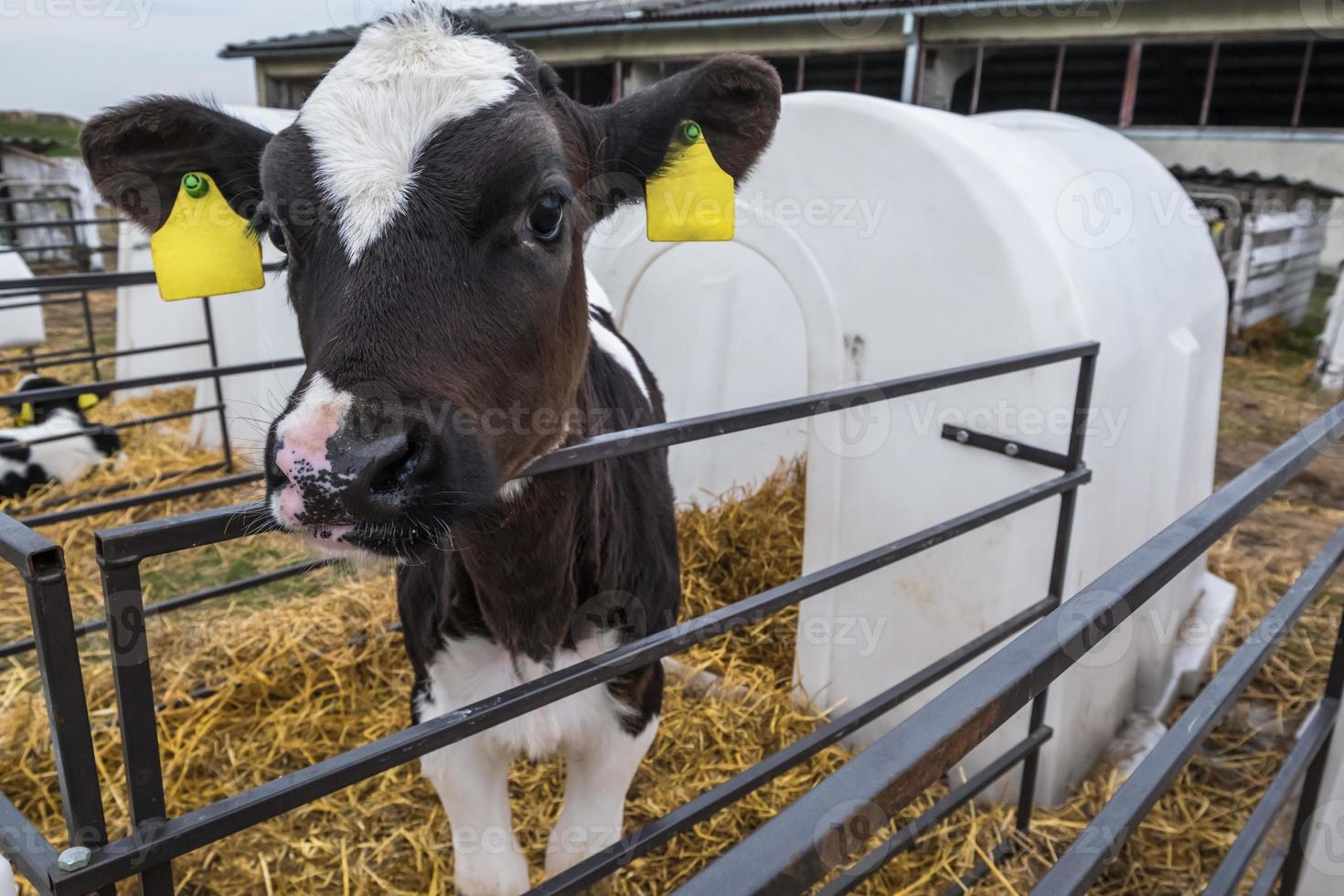 Livestock cow farm. Herd of black white calfs are looking at the camera with interest. Breeding cows in free animal husbandry. Cowshed photo
